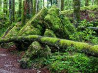 Waldweg vorbei an bemoosten Felsen und Baumstämmen